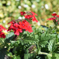 verbena-lascar-dark-red-1621.jpg