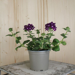 verbena-cultivars-dark-violet-12er-1631.jpg
