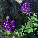 verbena-cultivars-lascar-darkviolet-12er-1631.jpg