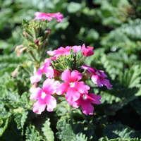 verbena-cultivars-lascar-magenta-1620.jpg