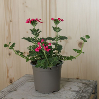 verbena-cultivars-magenta-12er-1620.jpg
