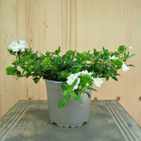 verbena-cultivars-lascar-white-12er-1624.jpg