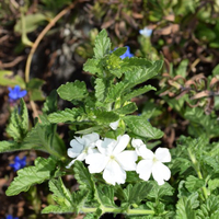 verbena-lascar-white-15-1624.jpg