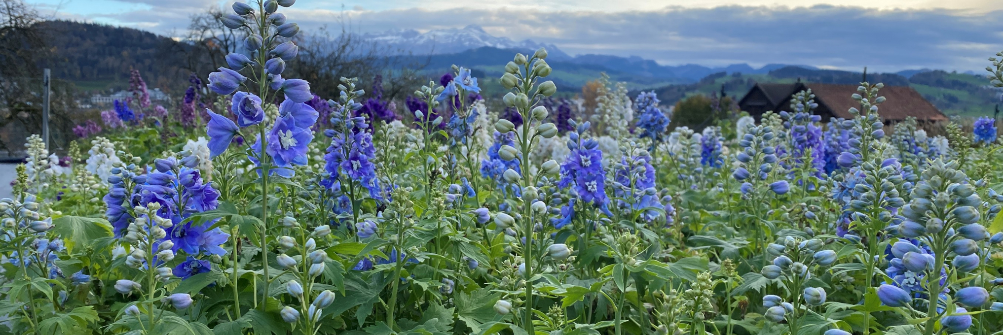 slider-homepage-delphinium